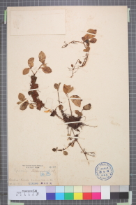Specimen thumbnail
